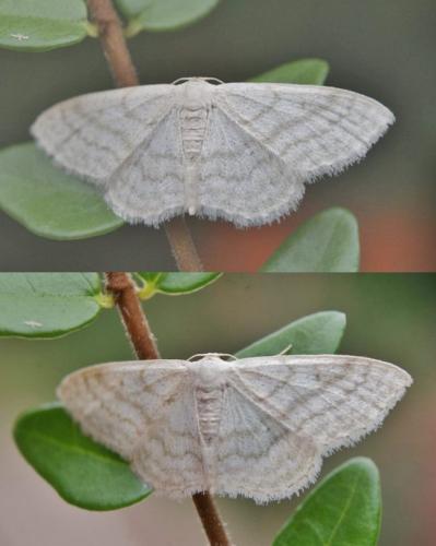 Réf. 330 727 : Idaea subsericeata